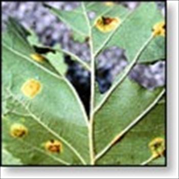 زنگ امریکایی زالزالک